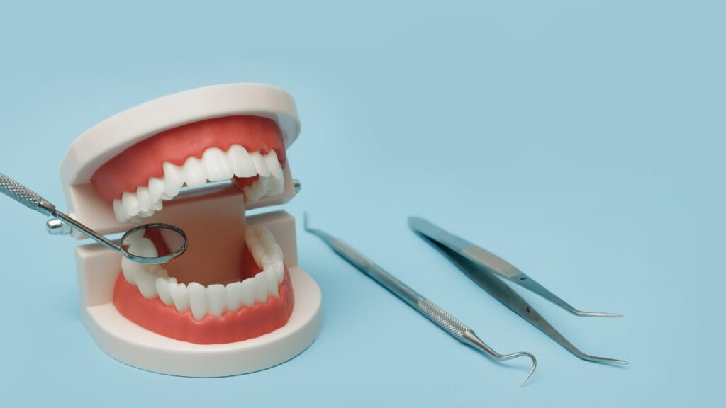 歯の模型とデンタルミラー、歯科器具の画像。