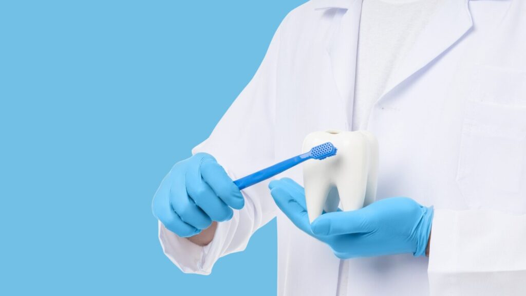 歯の模型と歯ブラシをもった歯科医師の姿。